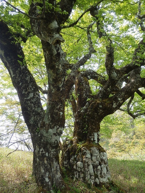 画像を等倍で表示します 画像