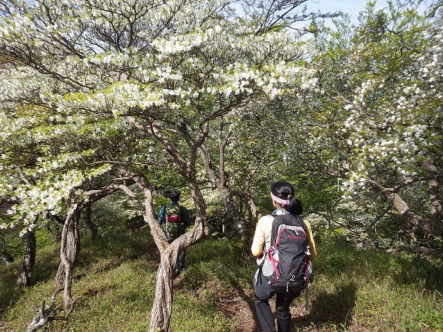 画像を等倍で表示します 画像