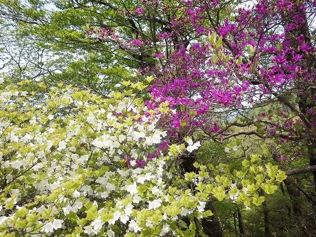 画像を等倍で表示します 画像