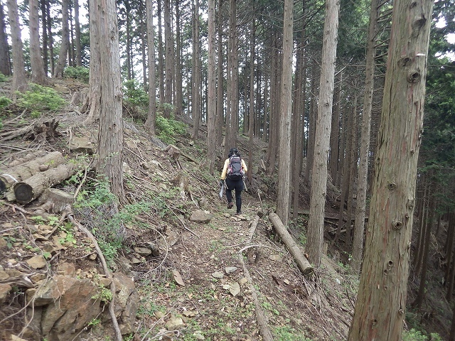 画像を等倍で表示します 画像