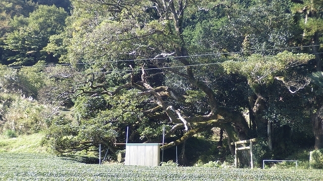 画像を等倍で表示します 画像