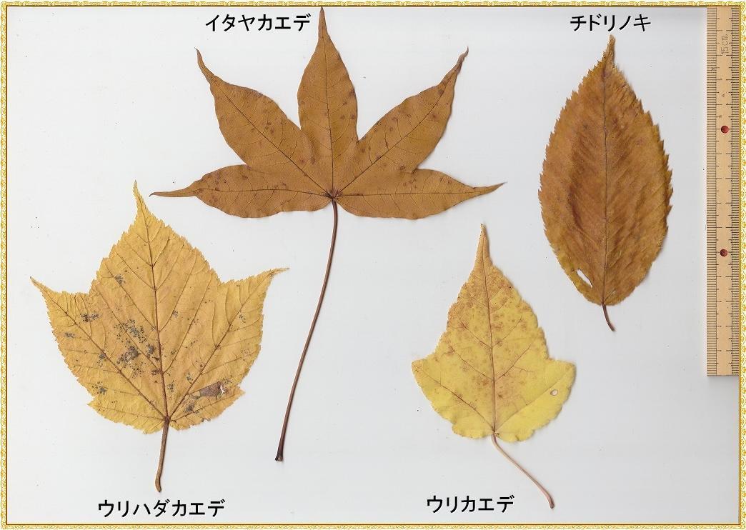 画像を等倍で表示します 画像
