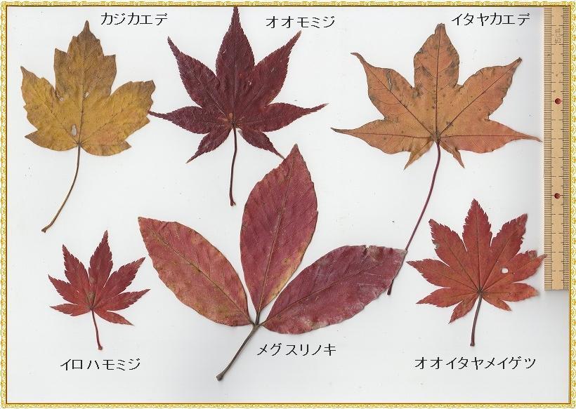 画像を等倍で表示します 画像