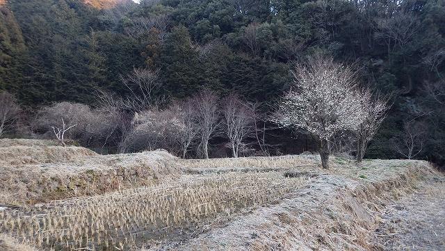 画像を等倍で表示します 画像