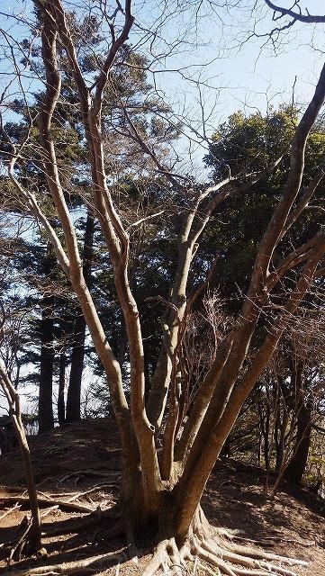 画像を等倍で表示します 画像