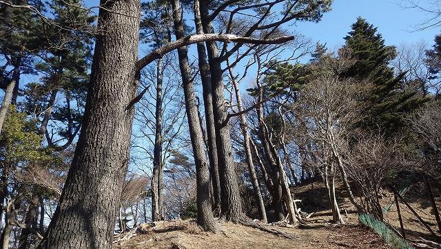 画像を等倍で表示します 画像