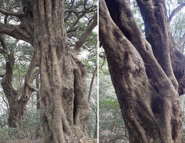 画像を等倍で表示します 画像
