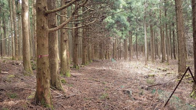 画像を等倍で表示します 画像