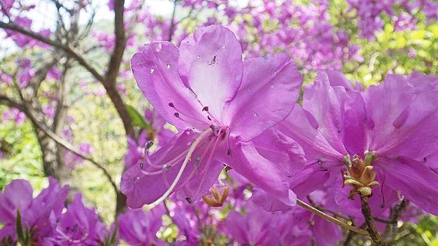 画像を等倍で表示します 画像