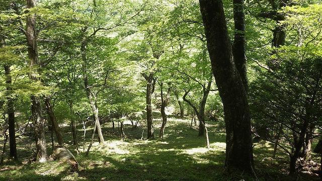 画像を等倍で表示します 画像