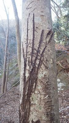 画像を等倍で表示します 画像