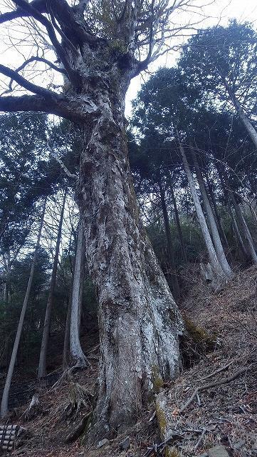 画像を等倍で表示します 画像
