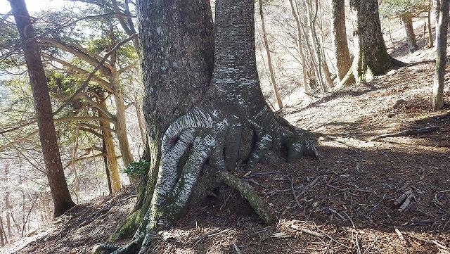 画像を等倍で表示します 画像