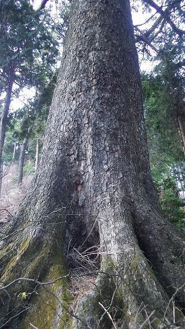 画像を等倍で表示します 画像