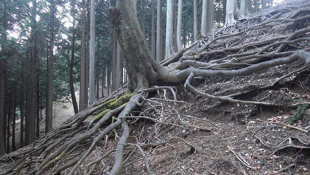 画像を等倍で表示します 画像