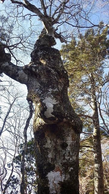 画像を等倍で表示します 画像