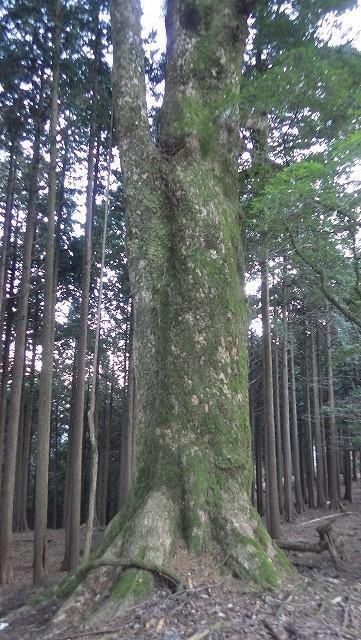 画像を等倍で表示します 画像