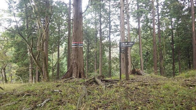 画像を等倍で表示します 画像