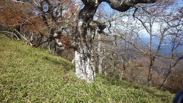 画像を等倍で表示します 画像