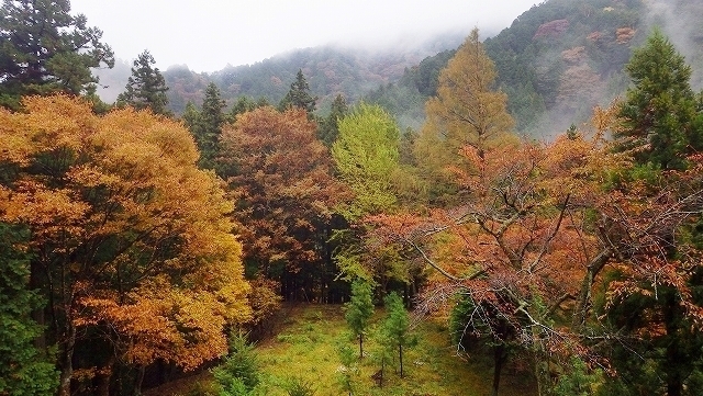 画像を等倍で表示します 画像