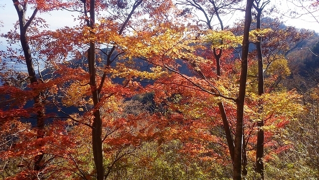 画像を等倍で表示します 画像
