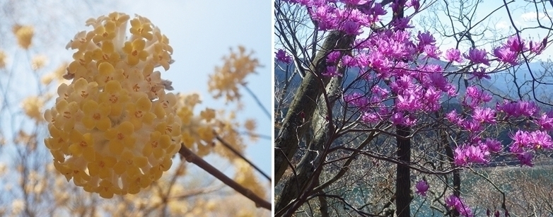 画像を等倍で表示します 画像